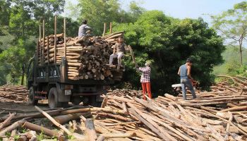 Ngành Giấy nên được ưu tiên phát triển trong nền kinh tế tuần hoàn